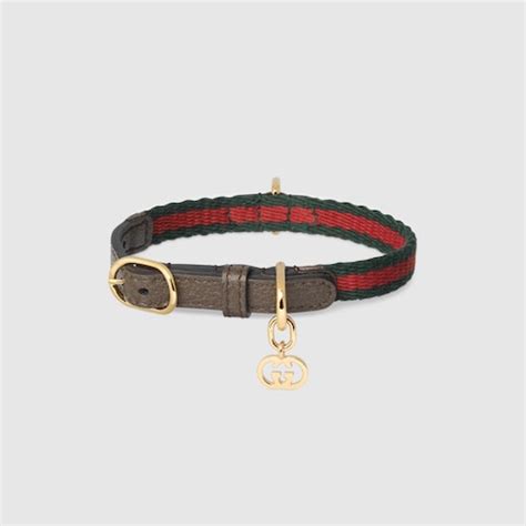 cat collar gucci